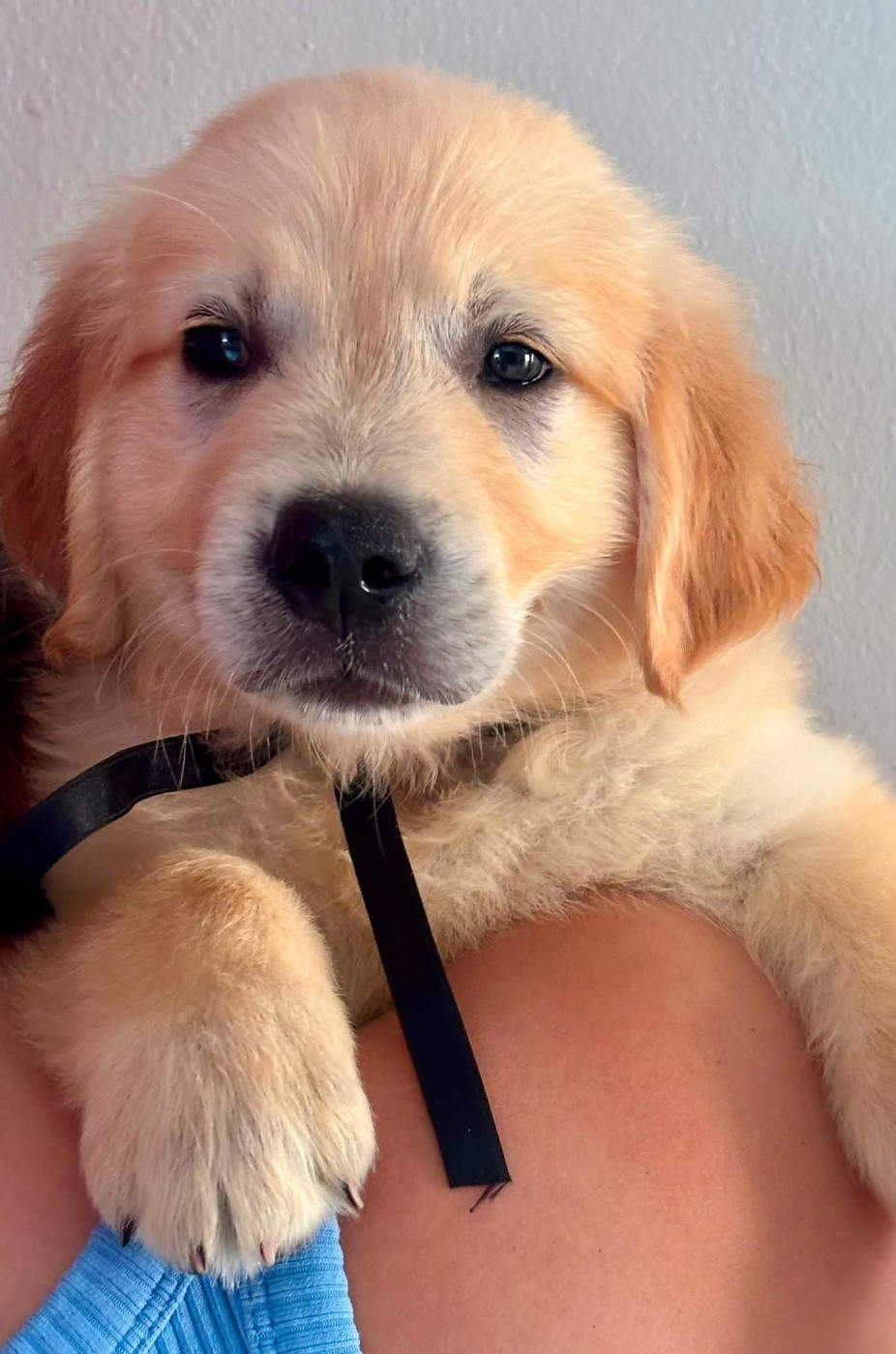 Karine Winterstein - Chiots disponibles - Golden Retriever
