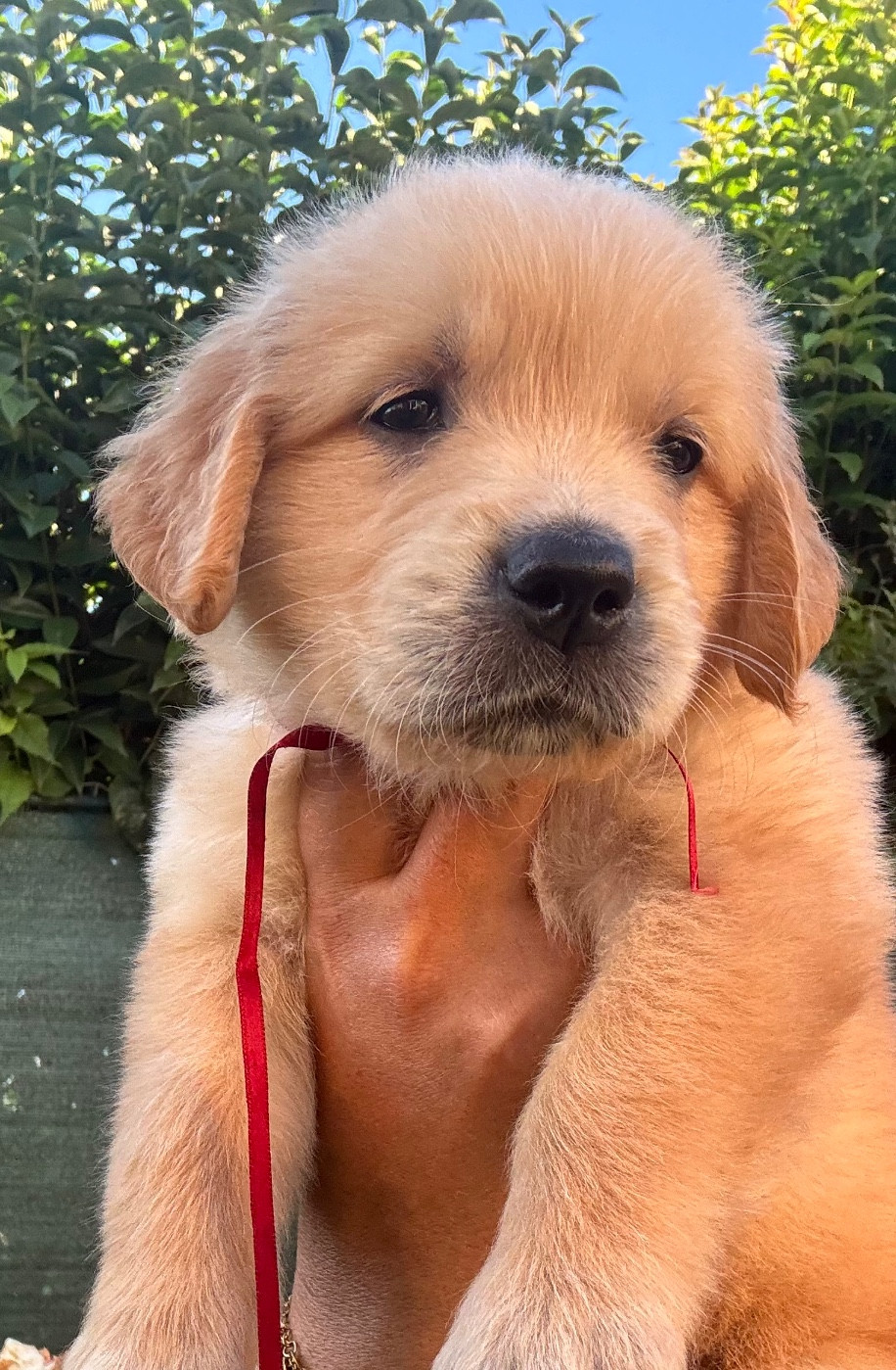 Karine Winterstein - Chiots disponibles - Golden Retriever