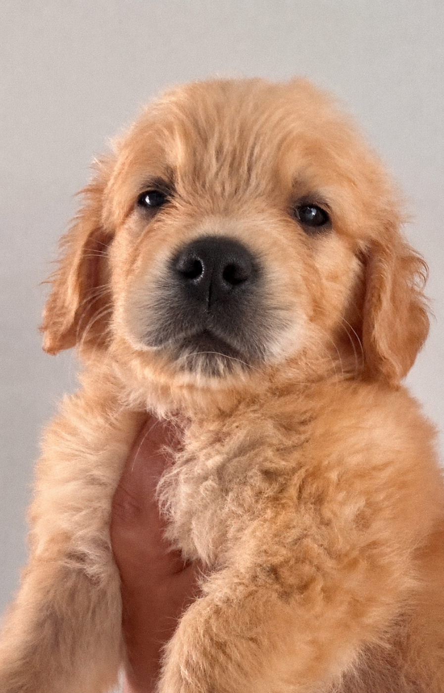 Karine Winterstein - Chiots disponibles - Golden Retriever