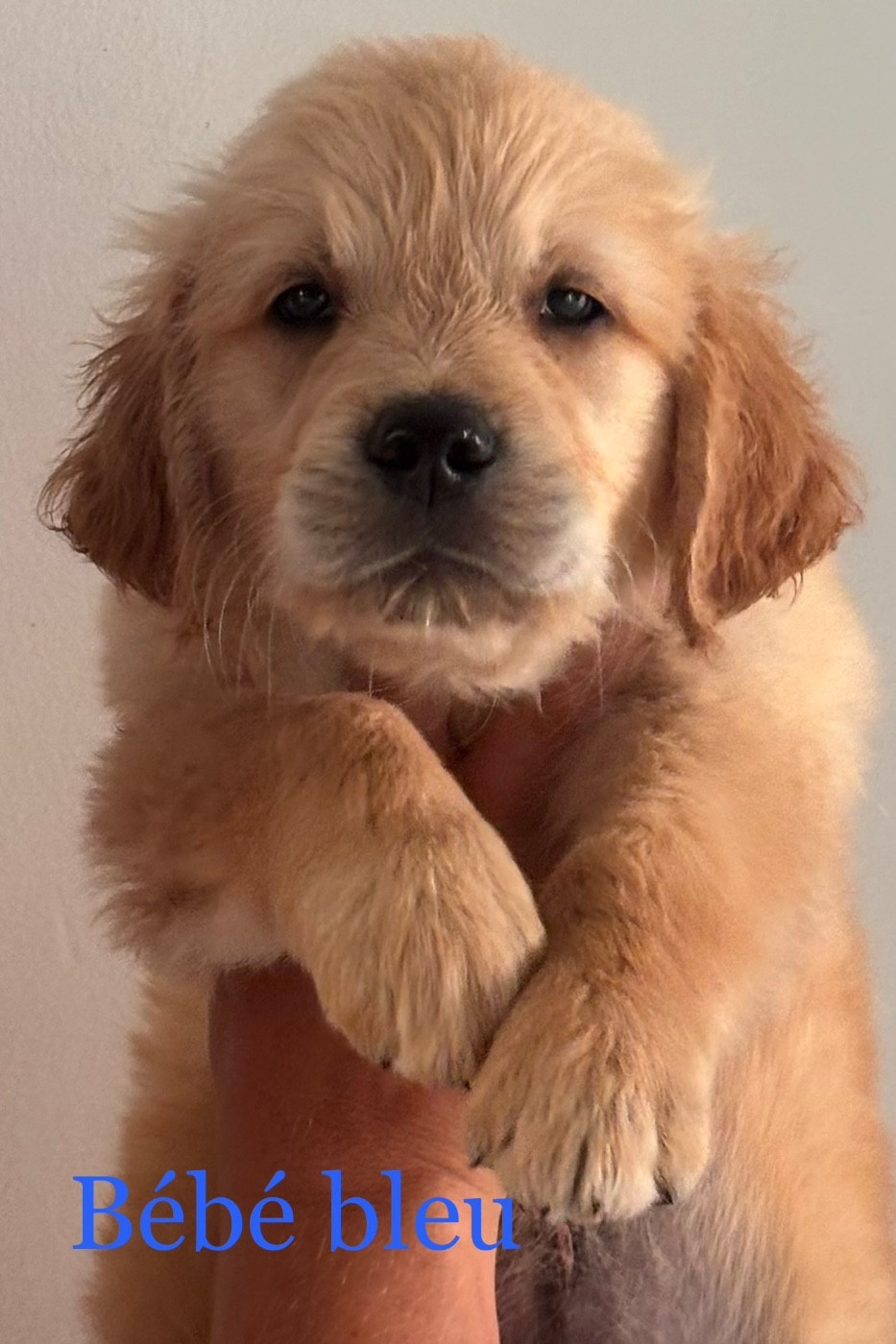 Karine Winterstein - Chiots disponibles - Golden Retriever