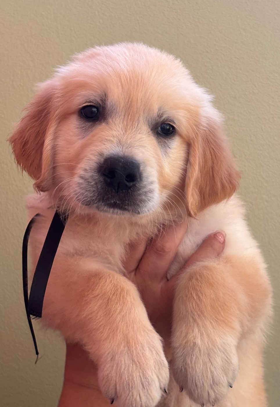 Chiot Golden Retriever Karine Winterstein