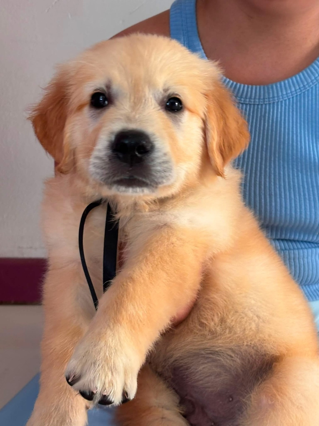 Karine Winterstein - Chiots disponibles - Golden Retriever