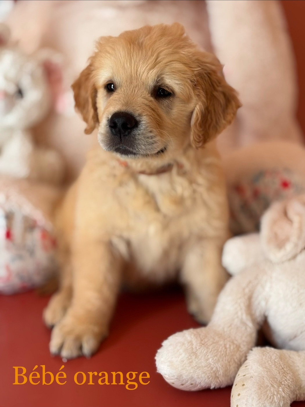 Karine Winterstein - Chiots disponibles - Golden Retriever