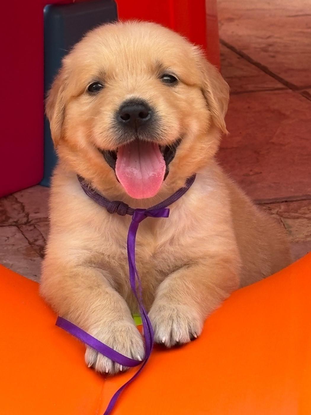 Karine Winterstein - Chiots disponibles - Golden Retriever