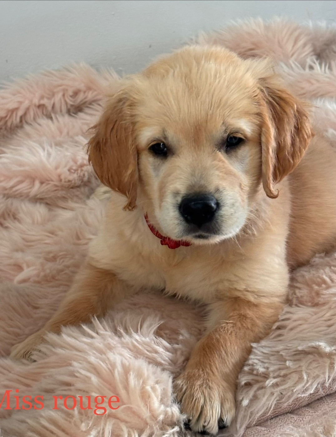 Karine Winterstein - Chiots disponibles - Golden Retriever