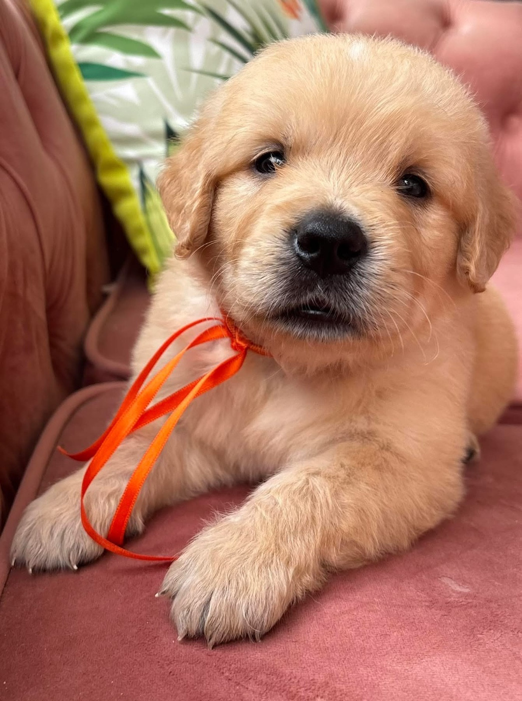 Karine Winterstein - Chiots disponibles - Golden Retriever
