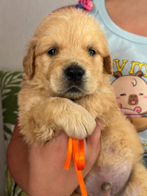 Chiot N°4