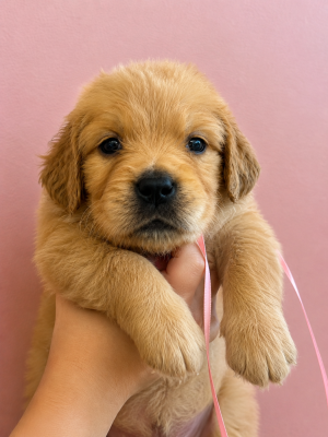 Chiot N°8 miss rose