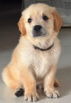 Chiot N°2 collier marron
